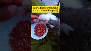 Lakhe kabutar k bache ko lal chawal khilya 🥰 minivlog kabutarvlog birds viral [upl. by Nosraep741]