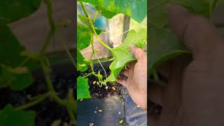 White Powder On Plants  Dangerous fungus could Destroy your Gardenquot gardening viral [upl. by Arlyn537]