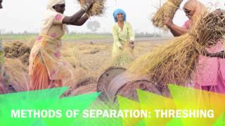 Methods of separation threshing [upl. by Mcleod981]