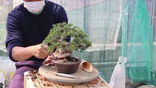 bonsai juniperus 真柏 植え替え [upl. by Shere]