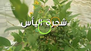 شجرة الياس أو الآس أو الحمبلاس Myrtus communis [upl. by Adaurd]