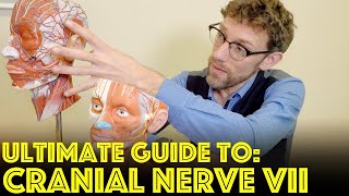 Cranial Nerve VII  The Facial Nerve  Ultimate Guide to Cranial Nerve Examination [upl. by Inhsor403]