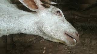 Enterotoxemia  ET  symptoms treatment and precautions goat farming  goat diseases Purnia [upl. by Ki]