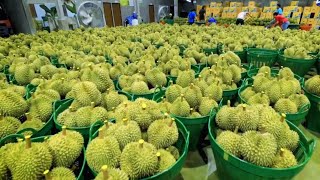 BELAJAR DARI KEBERHASILAN THAILAND DALAM MENGEMBANGKAN DURIAN [upl. by Kihtrak408]