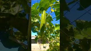 Growing luffa from seed grow selfcare autumn gardening [upl. by Senzer]