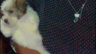 You wil not believe this what can I do viralvideo doglovers babyanimal [upl. by Nynahs222]