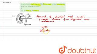 Given below is a simple diagram of the human kidney cut open longitudinally Answer the followin [upl. by Oileve375]