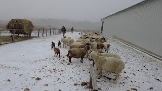 Caring for sheep in cold weather [upl. by Aramad449]