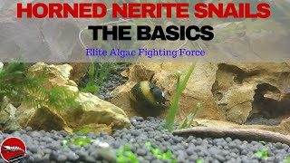 Horned Nerite Snails  The Basics [upl. by Bodwell66]