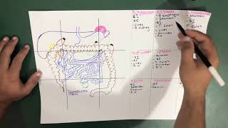 Structures present in 9 Abdominal Regions  Abdomen  Part 4 Anatomy [upl. by Selie173]