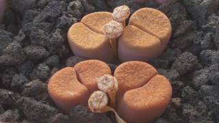 How to grow lithops  lithops and seed capsule [upl. by Hughmanick]