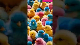 Cute Colorful Baby Chick ASMR Relaxing Bird Sounds for Stress Relief [upl. by Bright]