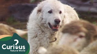 How a Great Pyrenees Guards Sheep Against Bear Attacks  Dogs With Jobs  Curious Natural World [upl. by Georgeta]