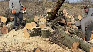 🌲STIHL ms361 vs ms462 C💪💪💪 [upl. by Kirstin]