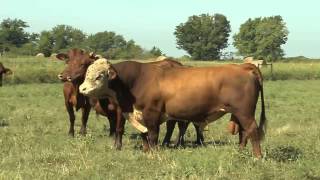 Santa Gertrudis on the Commercial Operation [upl. by Moreen]