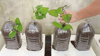 用泡沫箱和饮料瓶种植红薯，你肯定没见过 种植红薯 种红薯 [upl. by Aicenaj]