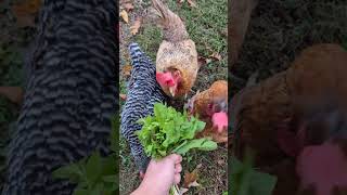 Fall means chickweed and curly dock chicken backyardchickens friendsnotfood [upl. by Ramel]