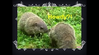 Siblings of baby woodchucks are all together and eating their favorite grass on the hill [upl. by Hildegard]