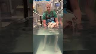 4 weeks post spinal surgery  First underwater treadmill session [upl. by Gordie]