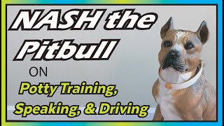 NASH the Pitbull gets Potty Trained Learns to speak and Drive  Tennessee Vols Nashville SUPERCROSS [upl. by Carpio242]