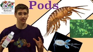 Copepods and Rotifers Info Does your Tank Need Them [upl. by Anelam]