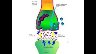 How The Neurotransmitter GABA Works For Anxiety In The Brain [upl. by Nezah]