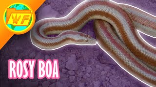 Why the Rosy Boa is a PERFECT Pet [upl. by Nylsaj]