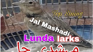 Top Mashadi Lunda Larks Jal Full mast sining Sounds Birds JalBirds afghani jal Singing صدای جل [upl. by Ohaus454]