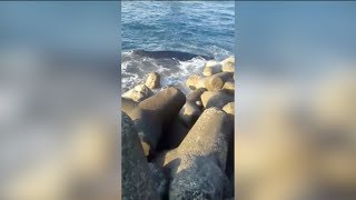 Baleine juvénile Lanimal est à nouveau en difficulté [upl. by Aisanahta942]