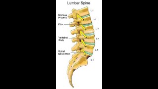 Two Minutes of Anatomy Lumbar Spine [upl. by Arsi250]