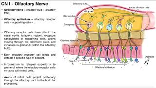 Cranial Nerve I  Olfactory Nerve  Origin Structure Function and Testing [upl. by Tacy]