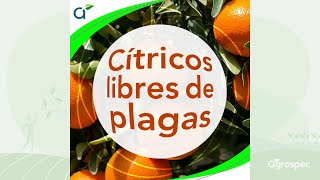 Este verano cítricos libres de plagas  Agrospec  Noviembre 2024 [upl. by Tolland]