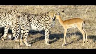 Strange story of the cheetah that adopted an antelope [upl. by Katharina]