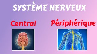 Comprendre le Système Nerveux Central et Périphérique [upl. by Oicirtap]