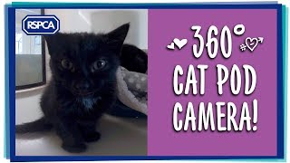 360 degree Kitten Cam [upl. by Hedelman]