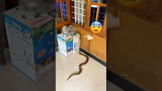 Ball python 😳 ballphyton shots shortvideo shotsfeed [upl. by Wey]