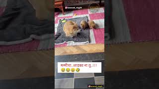 मम्मीच लाडका ना तू🤣😂😀😅 shots viral comedy karamativlog funnyanimals funny [upl. by Olecram721]