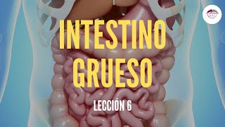 6 EL INTESTINO GRUESO ESTRUCTURA Y FUNCIÓN DEL SISTEMA DIGESTIVO [upl. by Laira]