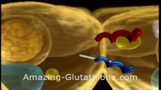 what is glutathione and what is maxgxl video [upl. by Ruckman]