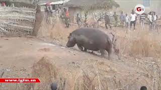 L’hippopotame qui semait la panique à Kédougou abattu par un chasseur [upl. by Monroe878]