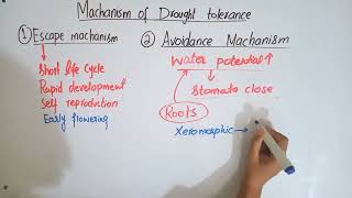 Machanism of drought tolerancePlant stress physiologyBsc and MSc botany topic [upl. by Eanrahs144]