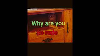 Why are you so rude by little Al￼ [upl. by Nivej]