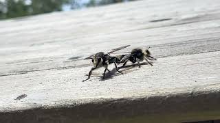 Laphria gibbosa is a species of fly belonging to the family Asilidae [upl. by Loftus278]