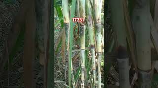 17231 sugarcane variety [upl. by Mayman]