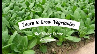 Learn to Grow Vegetables in Singapore [upl. by Jemma]