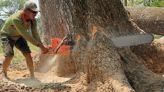 Incredible‼️ The fastest skill cut down a huge tree [upl. by Dhiren]