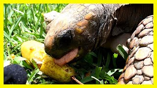 🐢TURTLE EATING Tumbo Fruit food for pets feed cute Animal ASMR Eats in front of camera Animals Eat [upl. by Marquet]