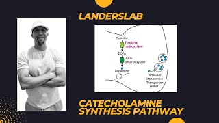 Catecholamine Synthesis [upl. by Yknip]