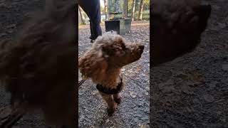 Sunday at Färnebofjärdens naturreservat dog poodle naturephotography [upl. by Atiraj228]