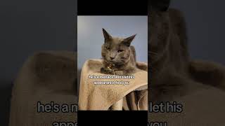 Top 10 Gooby Woobies RussianBlue FunnyClips TopTen Comedy Laugh Cat [upl. by Blaire116]